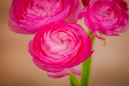 A bouquet of Ranunculus Pink Summer flowers variety, studio shot, pink flowers. High quality photoの写真素材