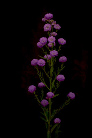 A bouquet of Astee Blue Summer flowers variety, studio shot, purple flowers. High quality photoの写真素材