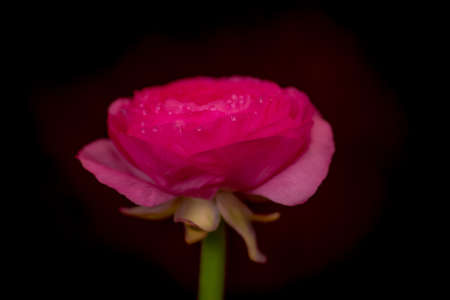 A bouquet of Ranunculus Pink Summer flowers variety, studio shot, pink flowers. High quality photoの写真素材