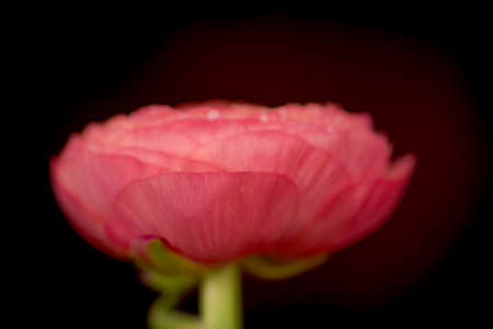 A bouquet of Ranunculus Peach Summer flowers variety, studio shot, pink flowers. High quality photoの写真素材