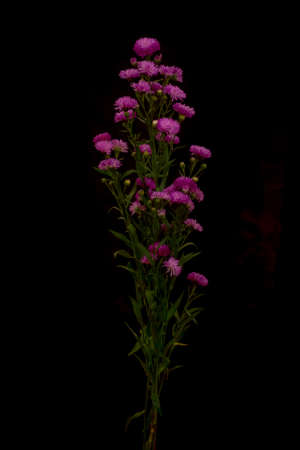A bouquet of Astee purple Summer flowers variety, studio shot, purple flowers variety.. High quality photoの写真素材