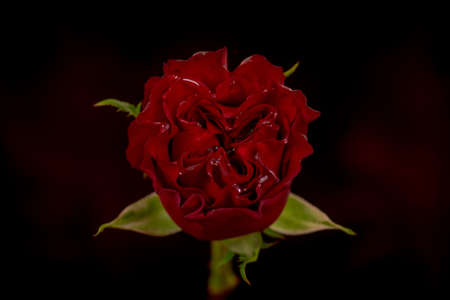 A bouquet of Hearts Garden roses variety, studio shot, red flowers. High quality photoの写真素材