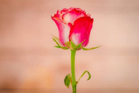 A bouquet of Paloma roses variety, studio shot, pink flowers. High quality photoの写真素材