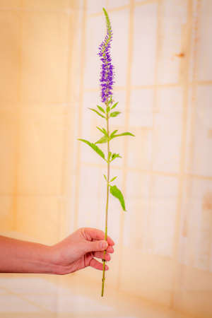 A bouquet of Blue Veronica Summer flowers variety, studio shot, purple flowers. High quality photoの写真素材