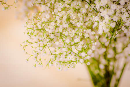 A bouquet of Lismachia foliage variety, studio shot, white flowers. High quality photoの写真素材