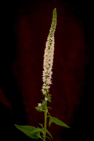 Close up of a bouquet of White Veronica Summer Flowers variety, studio shot, white flowersの写真素材