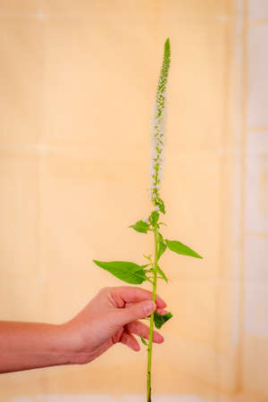 Close up of a bouquet of White Veronica Summer Flowers variety, studio shot, white flowersの写真素材