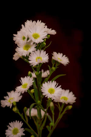 Close up of a bouquet of Astee white Summer flowers variety, studio shot, white flowers variety.の写真素材