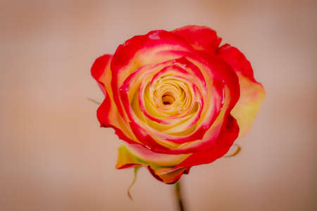 Close up of a bouquet of Her Majestic roses variety, studio shot, dual tone flowersの写真素材