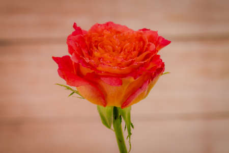 Close up of a bouquet of Free Spirit roses variety, studio shot, orange flowersの写真素材