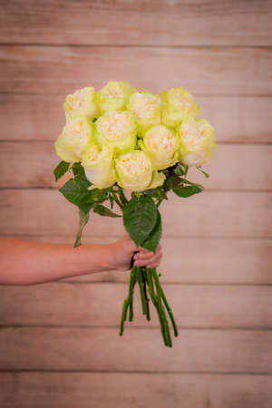 Woman Hand holding a bouquet of Moonstone Garden roses variety, studio shot, white flowersの写真素材