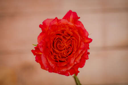 Close up of a bouquet of Free Spirit roses variety, studio shot, orange flowersの写真素材