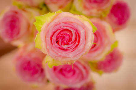 Close up of a bouquet of Esperance roses variety, studio shot, pink flowersの写真素材
