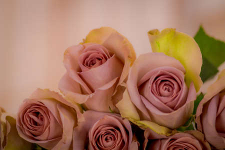 Close up of a bouquet of Amnesia roses variety, studio shot, pink flowersの写真素材