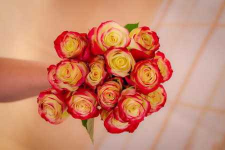 Women hand holding a bouquet of Her Majestic roses variety, studio shot, dual tone flowersの写真素材