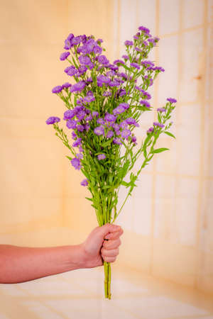 A bouquet of Astee Blue Summer flowers variety, studio shot, purple flowers.の写真素材