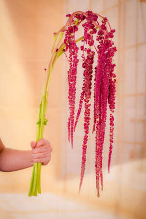 Women hand holding a bouquet of RED AMARANTHUS variety, studio shot, red flowersの写真素材