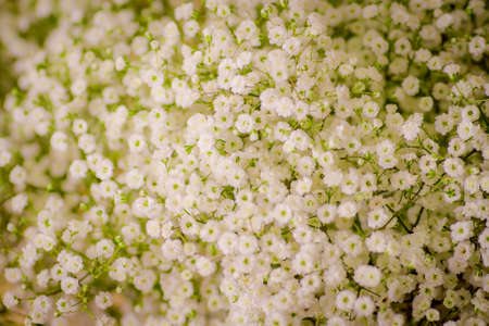 Close up of a bouquet of Million Stars foliage variety, studio shot, white flowersの写真素材