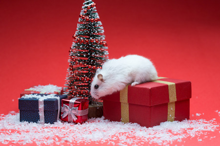 Cute hamster on red background with christmas tree and gifts and snowの写真素材