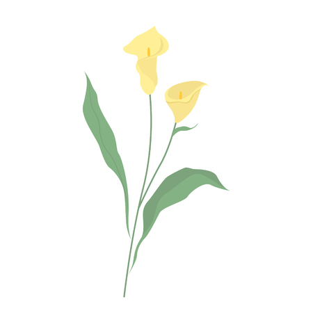 Calla on white background for graphic and web design, Modern simple vector sign. Internet concept. Trendy symbol for website design web button or mobile appのイラスト素材