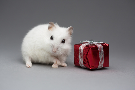Cute hamster gift on Valentines day on gray background postcardの写真素材