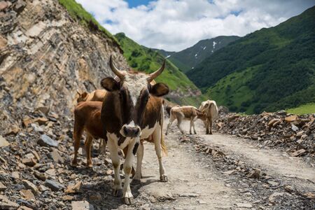 Georgia, mountain road with cows. Mountain road to Dusheti region Alpine fields with cows.の写真素材
