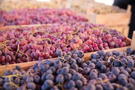 Photo of fresh grapes at Tbilisi bazaarの写真素材