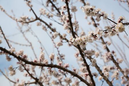 Blossoming apricot tree outdoorの写真素材