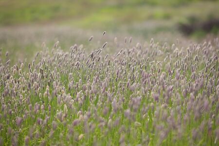 Grass in field at summer background or texture. Natural, grape. Grass in field at summer background or texture near Shemakha, Azerbaijanの写真素材
