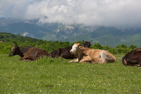 Cows on the alp fields. A cows is sitting at an alpine meadow in the alpsの写真素材