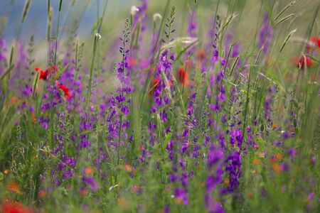 Beautiful summer meadow nature. Spring and summer flowers under blue sky and sunlight near Shemakha, Azerbaijan.の写真素材