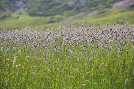 Grass in field at summer background or texture. Natural, grape. Grass in field at summer background or texture near Shemakha, Azerbaijanの写真素材