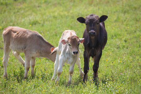 Close-up of calf in green field lit by sun with fresh summer grass on green blurred background.の写真素材