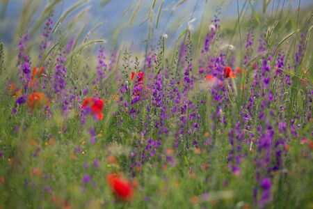 Beautiful summer meadow nature. Spring and summer flowers under blue sky and sunlight near Shemakha, Azerbaijan.の写真素材