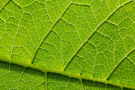 Green leaf pattern, natural background. Green natural background, visible leaf texture.の写真素材