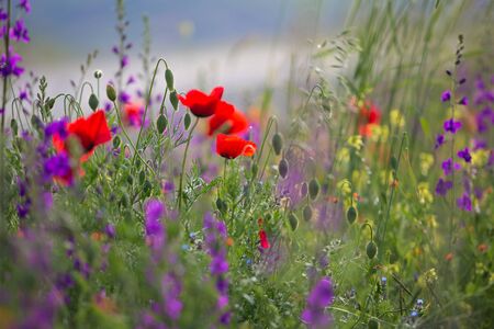 Beautiful summer meadow nature. Spring and summer flowers under blue sky and sunlight near Shemakha, Azerbaijan.の写真素材