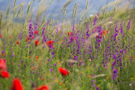 Beautiful summer meadow nature. Spring and summer flowers under blue sky and sunlight near Shemakha, Azerbaijan.の写真素材