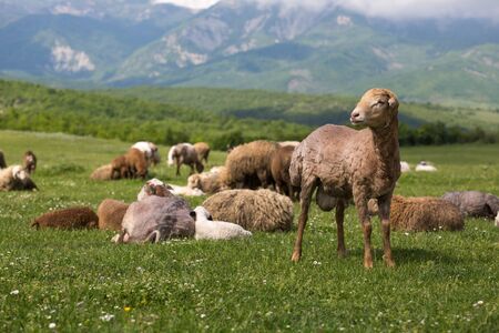Sheeps on the alp fields. A sheeps is sitting at an alpine meadow in the alpsの写真素材