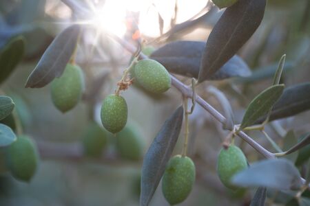 Olives on a branch of an olive tree. Detail close-up of green fruit olives with selective focus and shallow depth of fieldの写真素材