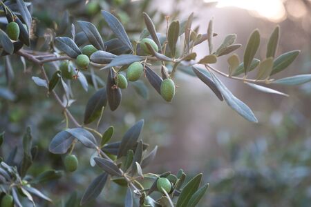 Olives on a branch of an olive tree. Detail close-up of green fruit olives with selective focus and shallow depth of fieldの写真素材