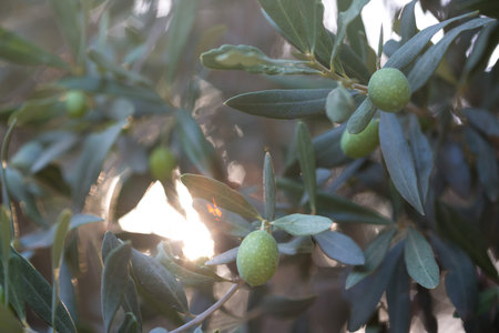 Olives on a branch of an olive tree. Detail close-up of green fruit olives with selective focus and...
