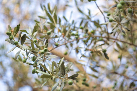 Olives on a branch of an olive tree. Detail close-up of green fruit olives with selective focus and shallow depth of field.の写真素材