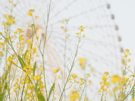 Rape blossoms