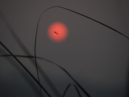 Spider silhouetteの写真素材