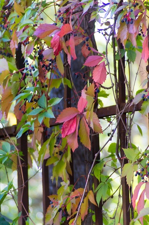 metal fence overgrown with vinesの写真素材