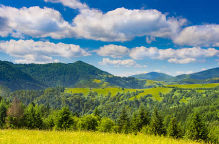 Green meadow with fir trees in the mountainous areaの写真素材