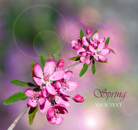 pink cherry blossom border backgroundの写真素材