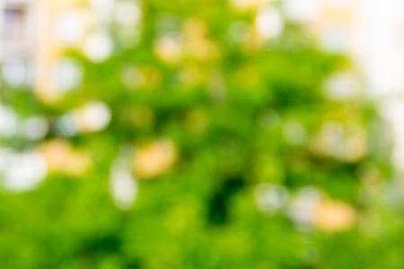yellow-green background blur bokeh tree with foliageの写真素材