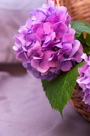 pink hydrangea flower in a basketの写真素材