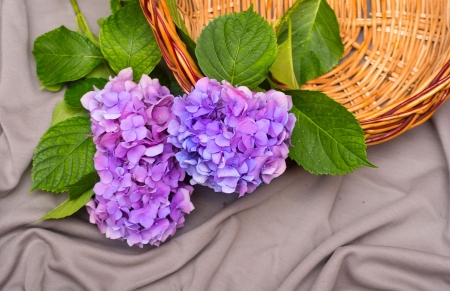 three hydrangea flower on a gray background with wooden basketの写真素材